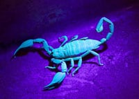 IR and UV Lighting Up A Scorpion